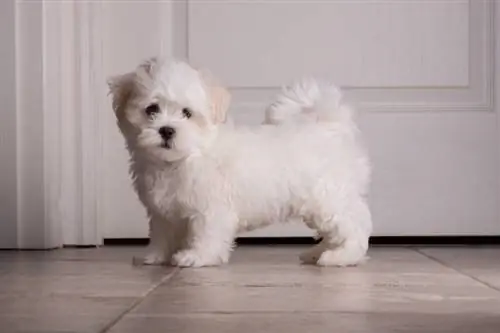 adorable cachorro shih tzu blanco de dos meses