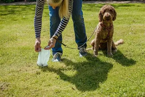 Femme nettoyant après son chien alors qu'elle ramasse son caca de chien cockapoo