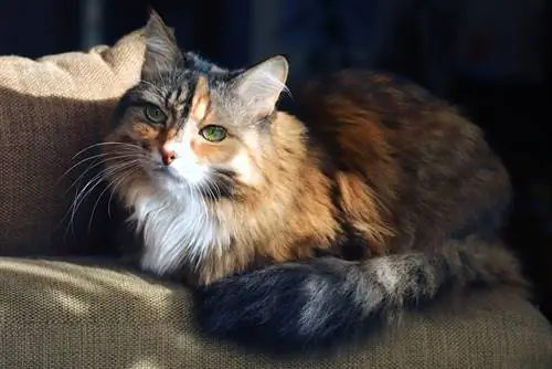 Alte Kattunkatze liegt auf der Couch