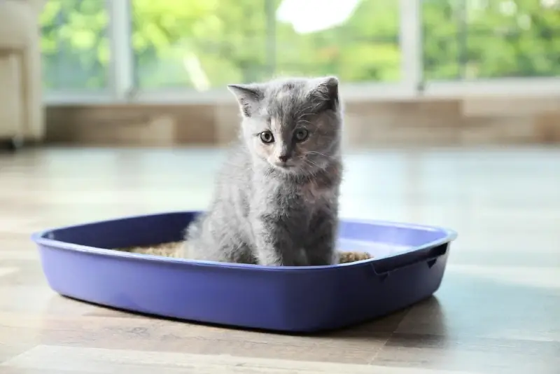 gatinho shorthair britânico cinza na caixa de areia do gato