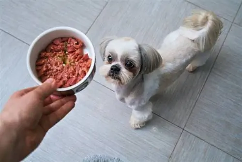 Perro shih tzu recibiendo comida del dueño en la cocina.