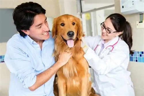 perro en el veterinario