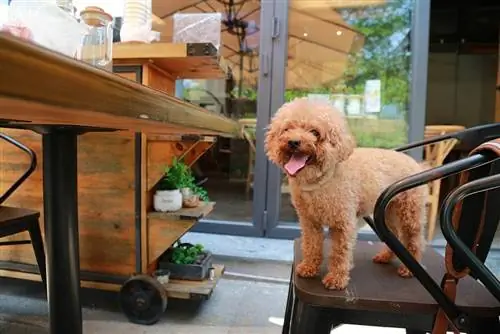 Brauner Pudelhund sitzt auf einem Stuhl in einem Café