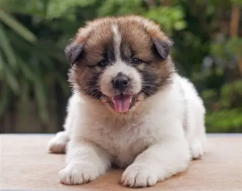 thai bangkaew puppy