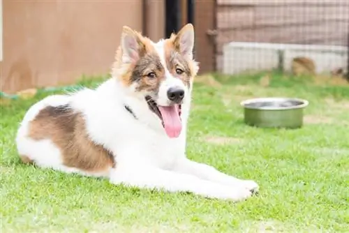 chien thaïlandais bangkaew dans le jardin