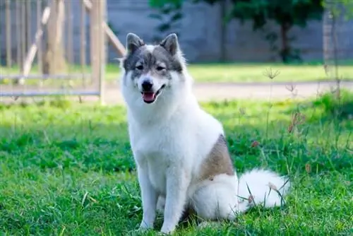 Wie viel kostet ein thailändischer Bangkaew-Hund im Jahr 2023? Erste, monatliche & Jährliche Ausgabenübersicht