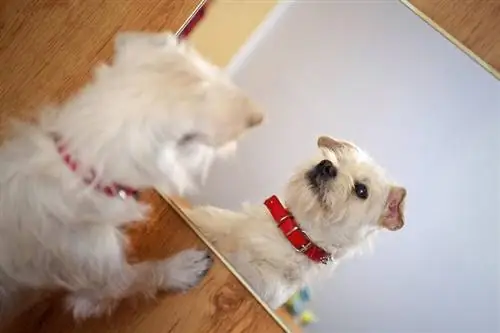 Chiot dans le miroir