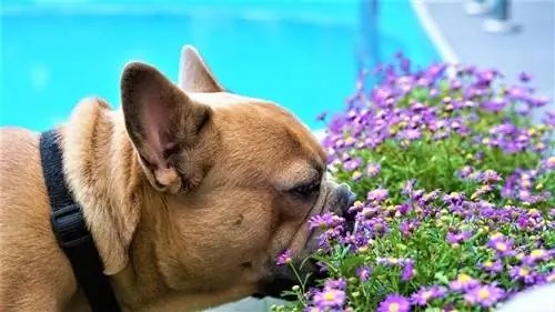 cachorro cheirando flores lá fora