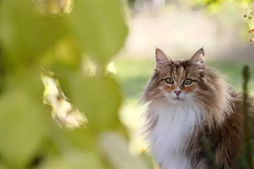 Bricolage beau chat norvégien écaille de tortue femelle à l'extérieur dans la lumière automnale avec des feuilles jaunes