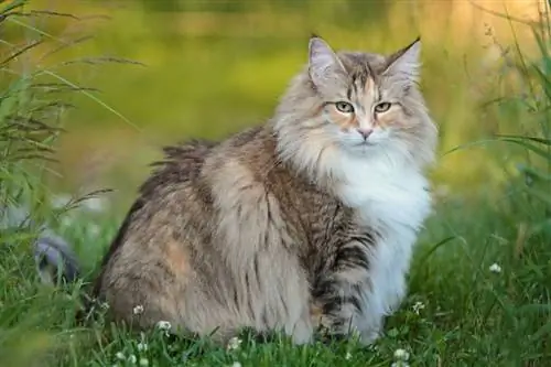 vacker norsk skogkatt sköldpadda sitter i trädgården i en sommarkväll