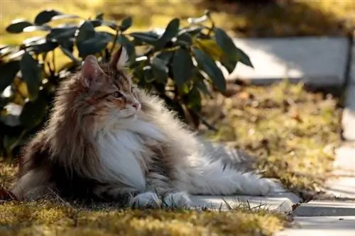 beau chat norvégien en écaille de tortue couché dans le jardin à la lumière du soir