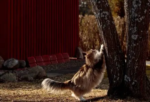 Chat norvégien écaille femelle se gratter le tronc de l'arbre sur un jour printanier ElisaPutti