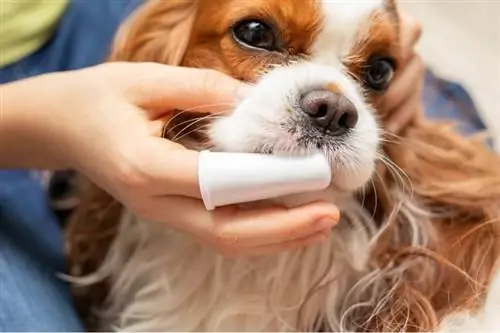 Limpieza de dientes Lindo perro Cavalier King Charles Spaniel