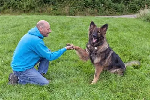 Deutscher Schäferhund mit seinem Besitzer