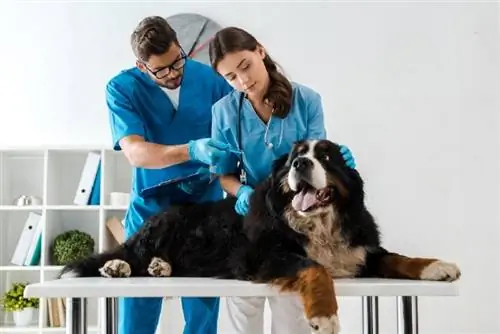 dois veterinários verificando um bernese mountain dog