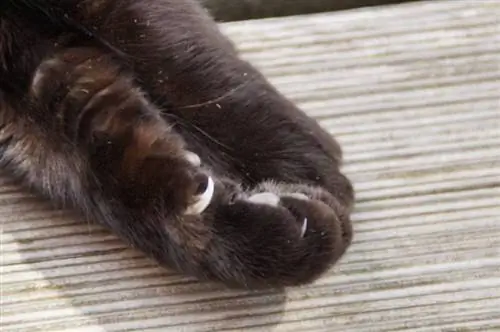 primo piano della zampa di gatto con baffi sulle gambe