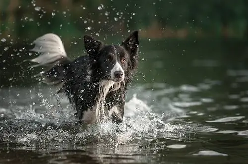 Border collie berlari di air