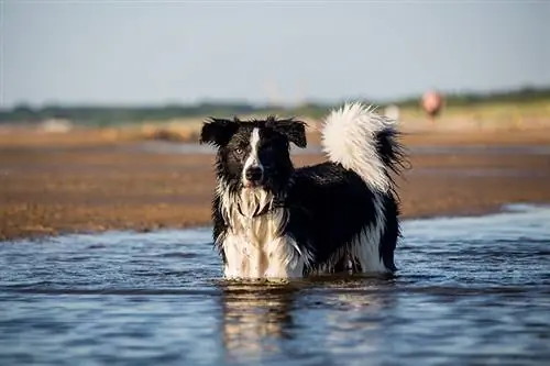 Kan Border Collies lide vand? Her kan du se, hvor godt de kan svømme