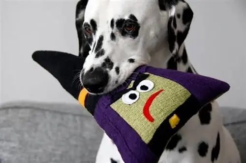 DIY Squeaky Stuffed Witch Halloween Dog Toy