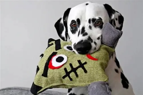 DIY Squeaky Stuffed Frankenstein Halloween Dog Toy