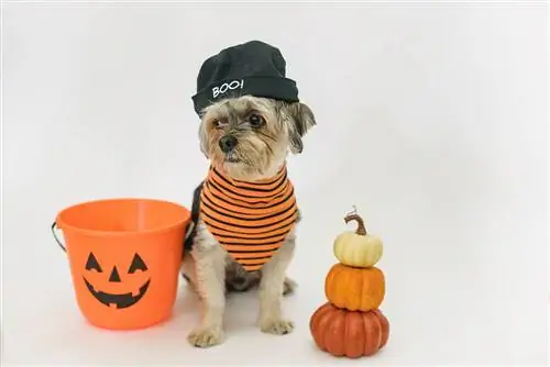 4 Plans de jouets pour chiens DIY adorables et effrayants pour Halloween (avec images)