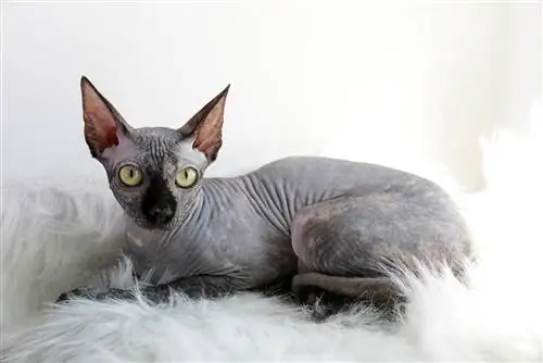 Sphynx point de vison canadien gris