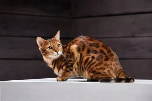 chat bengal sur fond de bois