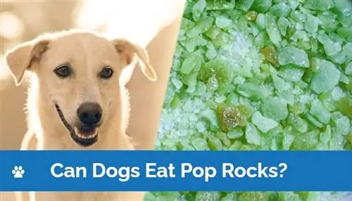 Mogu li psi jesti pop rocks? Veterinarski recenzirani savjet & FAQs