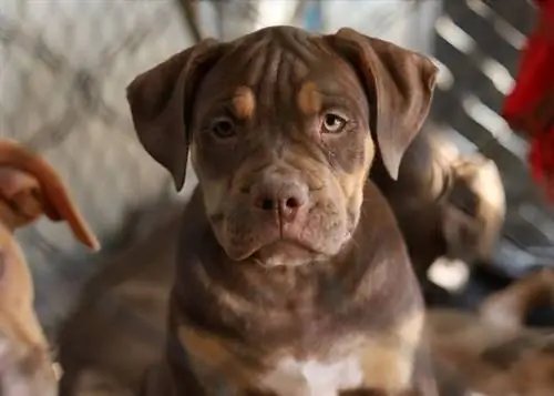 Chiot Pitbull tricolore