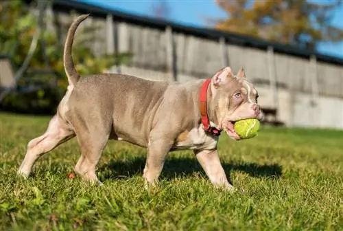 Một chú chó con American Bully bỏ túi đang chơi với quả bóng tennis trên bãi cỏ