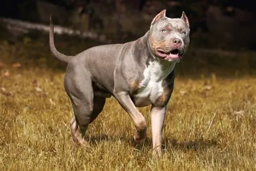 Tricolor Pitbull: Facts, Origin & ისტორია (სურათებით)