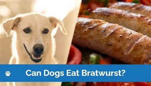 Kan hundar äta bratwurst? Veterinär granskad förklaring & vanliga frågor