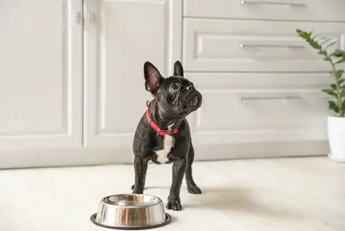 Black Boston Terrier com tigela de comida vazia