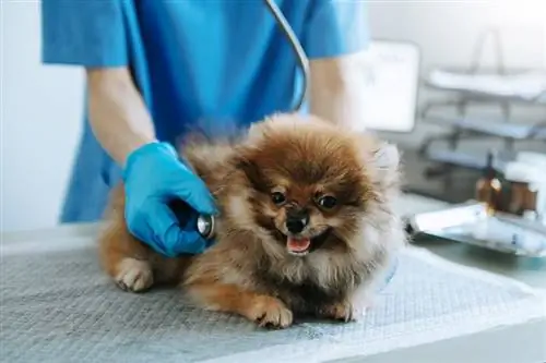 veterinær undersøker Pomeranian-valp