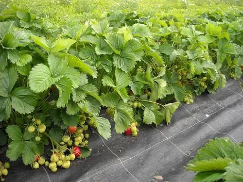 Feuilles de fraisier