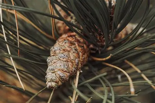 הכלב שלי אכל מחטי אורן, מה עלי לעשות? הסבר מאושר על ידי וטרינר