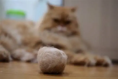 Mon chat n'a jamais eu de boule de poils, dois-je m'inquiéter ?