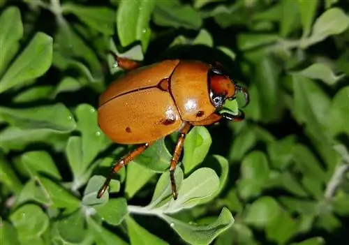 June Bug