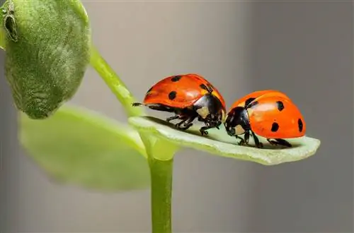 Божьи коровки на листе