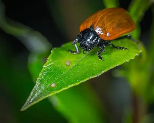 Mijn hond heeft een insect uit juni opgegeten! Zullen ze ziek worden?