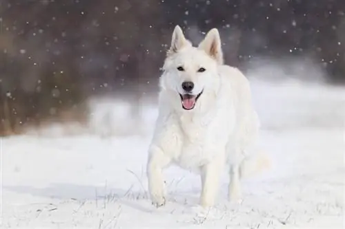 pastor alemán blanco corriendo en la nieve