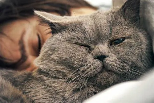 British shorthair cat na natutulog malapit sa ulo ng babae