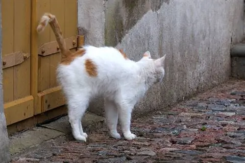 un gato blanco rociando la puerta de madera