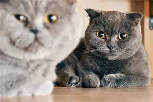 gatti british shorthair femminili e maschili sdraiati sul pavimento nel periodo dell'accoppiamento