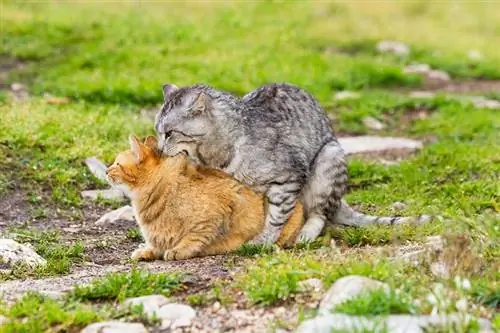 A do të çiftëzohen macet meshkuj me femrat që nuk janë në vapë? Fakte të shqyrtuara nga Vet & FAQ