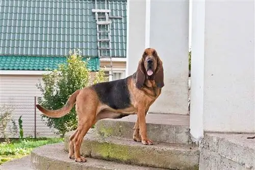 bloedhond op de veranda