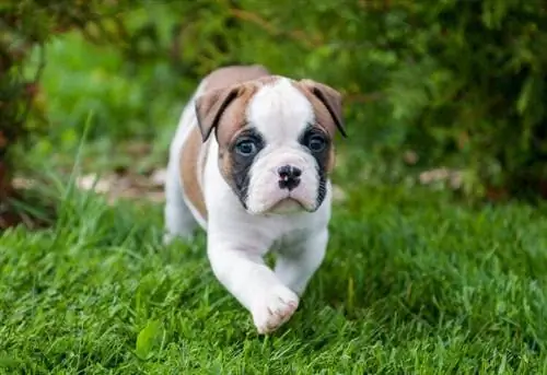 amerikansk bulldog hvalp