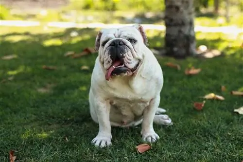 poj niam English bulldog zaum ntawm cov nyom