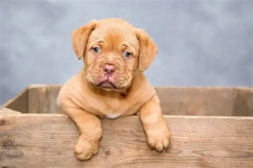 dogue de bordeaux hvalp