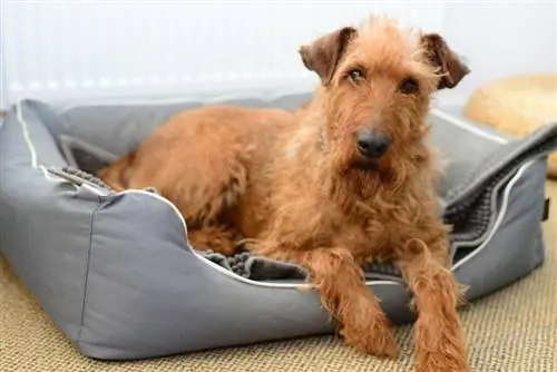 câine terrier irlandez întins în patul câinelui